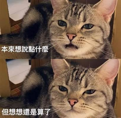 コメントの添付画像