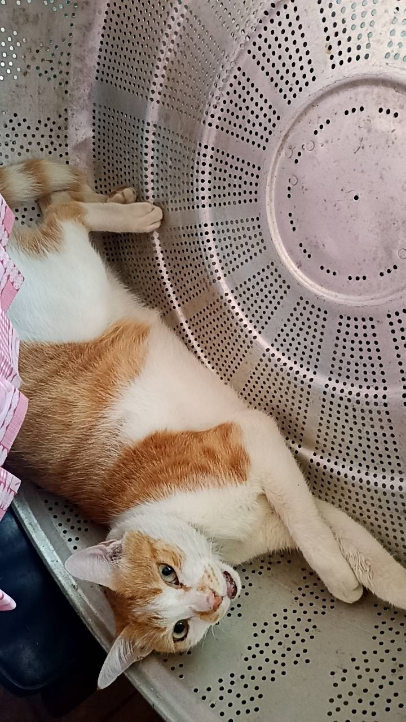 댓글 첨부 이미지